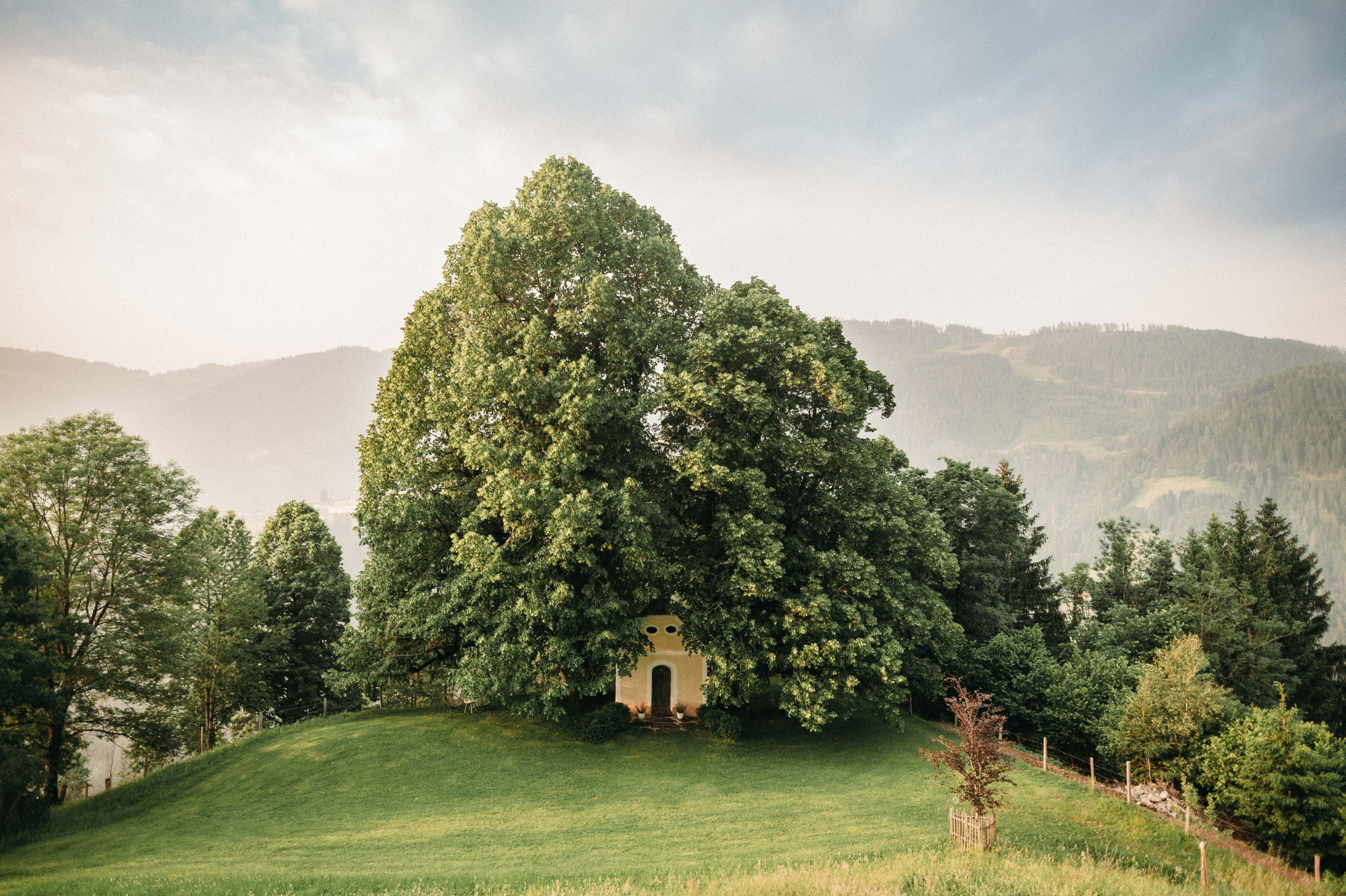 Naturhochzeit unter den Linden