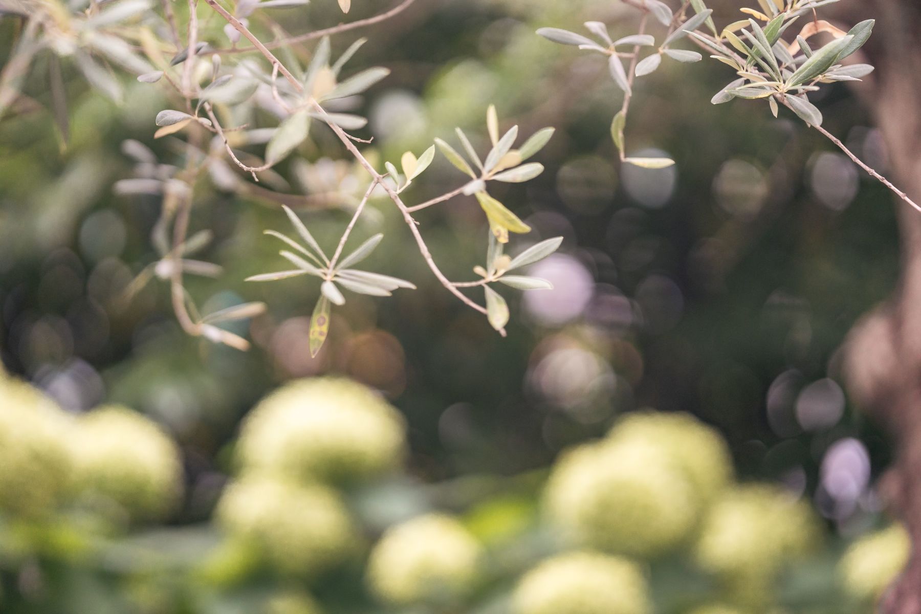 Pflanzen- und Naturdetail im Garten