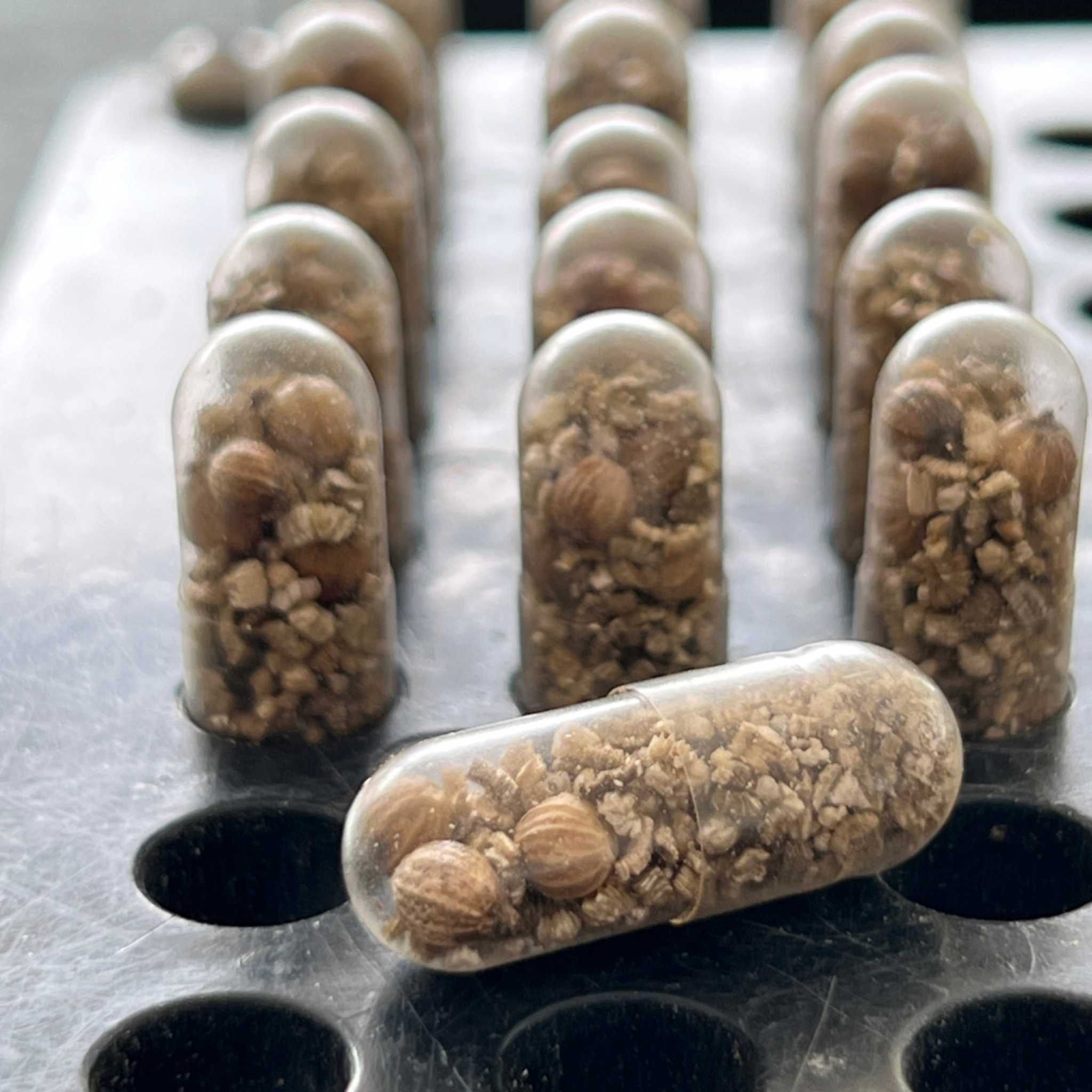 Liebe säen mit Saatgut-Kapseln. Gastgeschenk für 51-100 Gäste