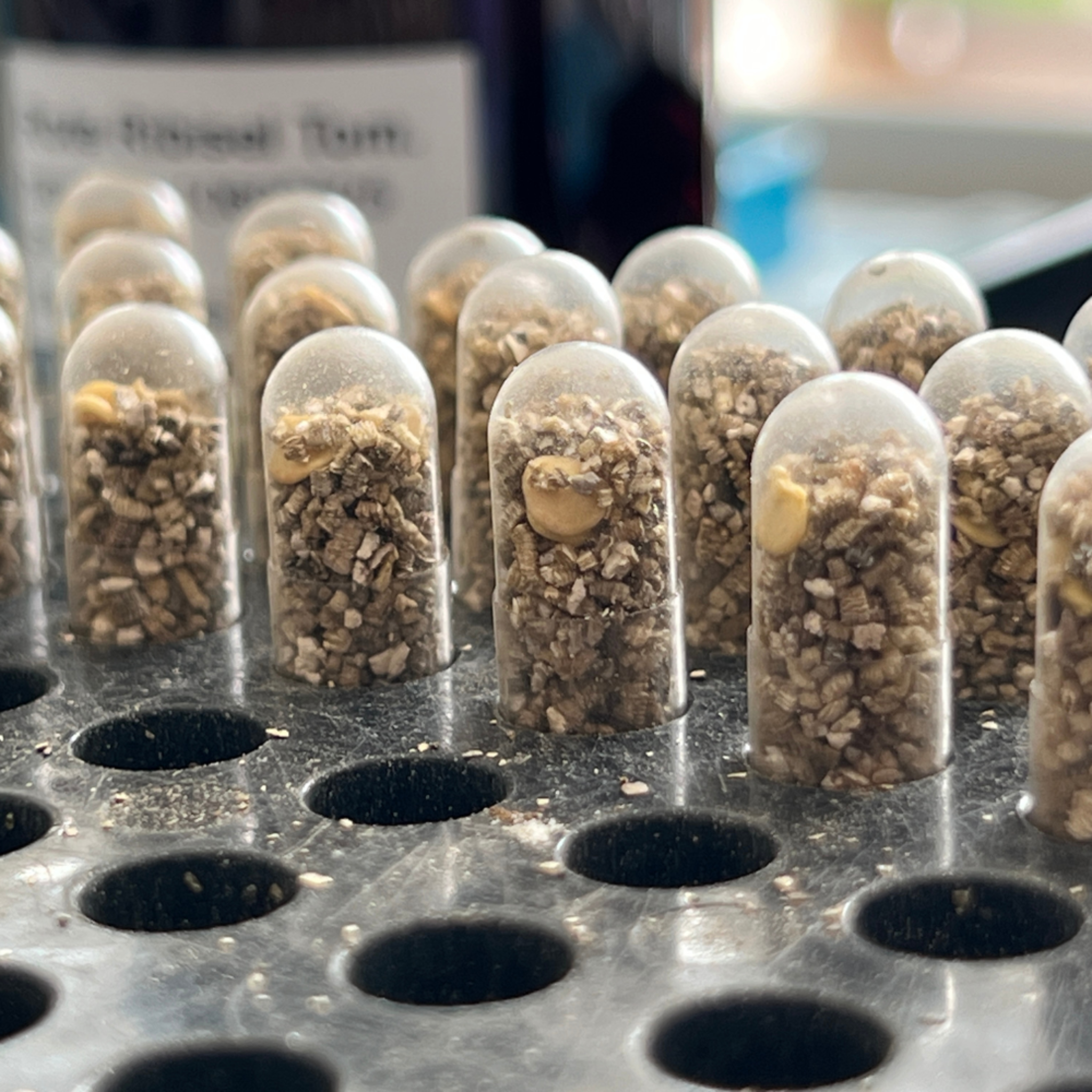 Liebe säen mit Saatgut-Kapseln. Gastgeschenk für 25-50 Gäste