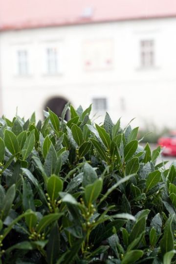 Hochzeitsreportage in Niederösterreich: Schlosshotel Mailberg