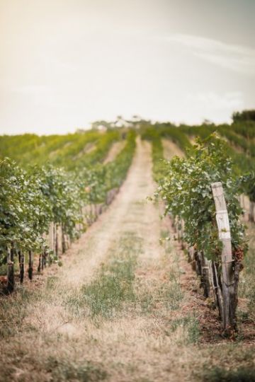 Hochzeitsreportage in Burgenland: Weingut Leo HILLINGER