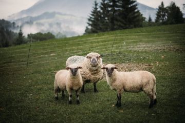 Hochzeitsreportage in Oberösterreich: Villa Bergzauber