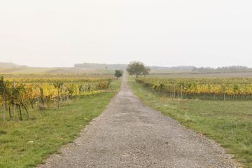 Herbstliche Hochzeit mit farbenfrohen Weinreben im Burgenland