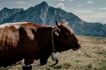Hochzeitsreportage von Bettina Danzl Photography
