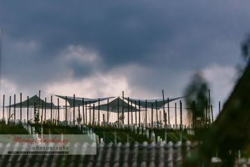 Hochzeitsreportage in Steiermark: Weingut Holler