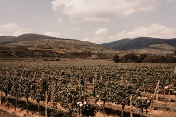 Hochzeitsreportage in Niederösterreich: Weingut Holzapfel