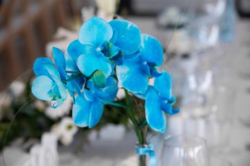 Die Symphonie der Liebe: Eine Hochzeit an der blauen Donau im wake_up in Wien
