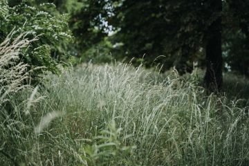 Hochzeit auf der Insel Werder