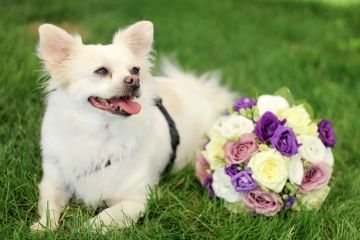 Romantische Hochzeit mit Hund und Pferd mit Blick auf die schönen Weinberge der Steiermark