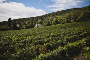 Hochzeitsreportage in Niederösterreich: Weingut Schlossberg