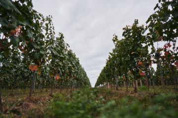 Hochzeit im Grünen