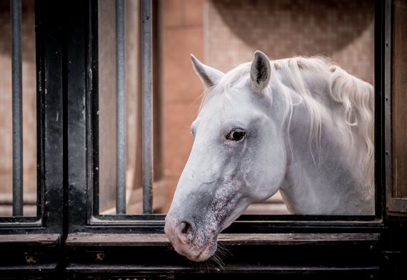 Hochzeitsreportage in Wien: Spanische Hofreitschule
