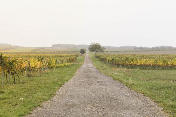 Herbstliche Hochzeit mit farbenfrohen Weinreben im Burgenland