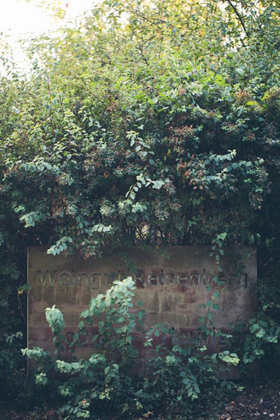 Hochzeitsreportage in Wien: Weingut am Reisenberg