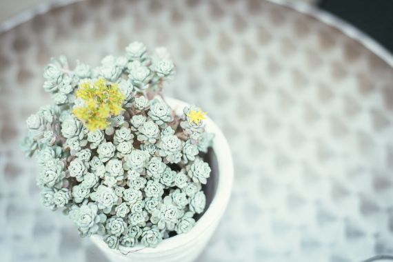 Hochzeitsreportage in Burgenland: Himmelblau Rust