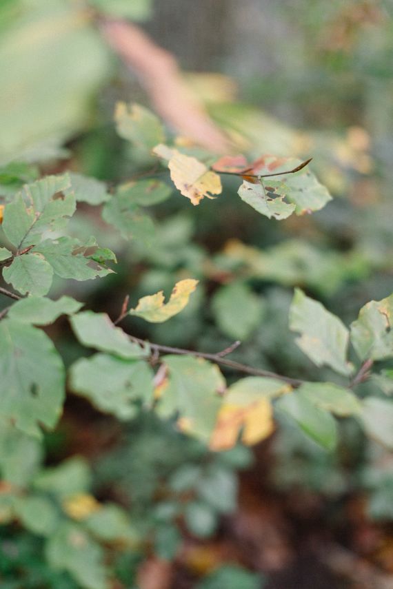Hochzeitsreportage in Wien: Kahlenberg