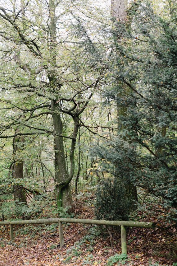 Hochzeitsreportage in Wien: Kahlenberg