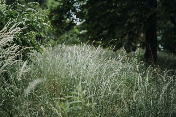 Hochzeit auf der Insel Werder