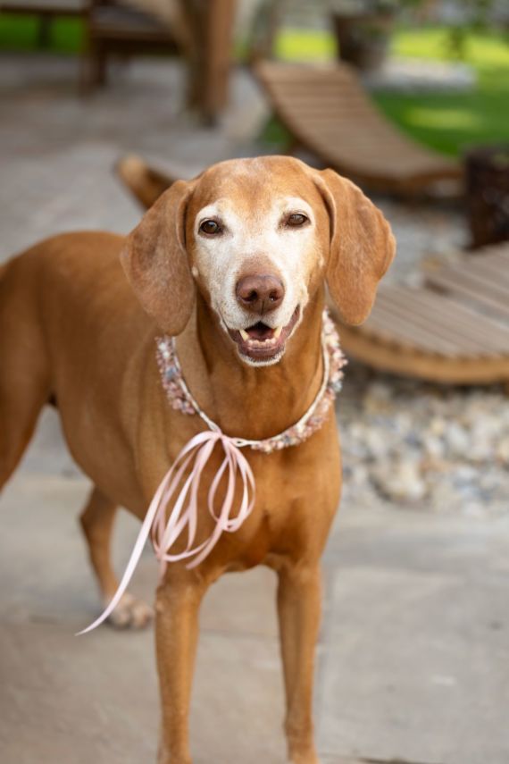 Eheerneuerung im eigenen Garten – intime Hochzeitsmomente voller Liebe