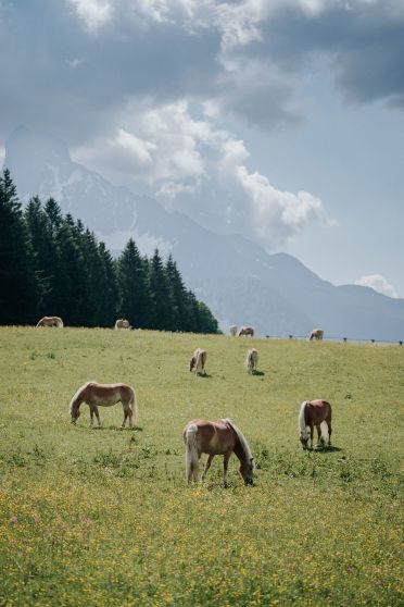 Foto anzeigen