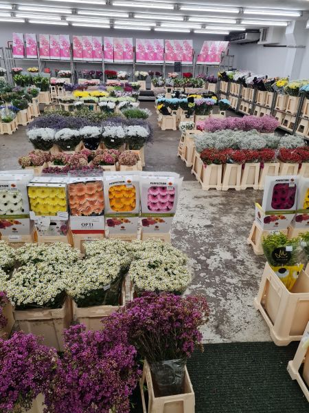 Florales Ambiente 