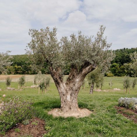 OLIVium