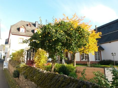 Weinhof Michael Morbach