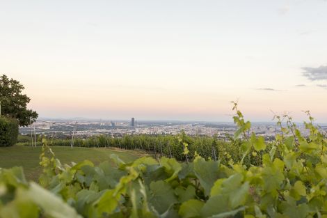 Weingut Wien Cobenzl