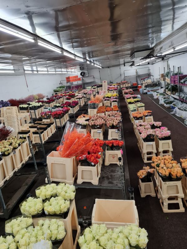 Florales Ambiente 