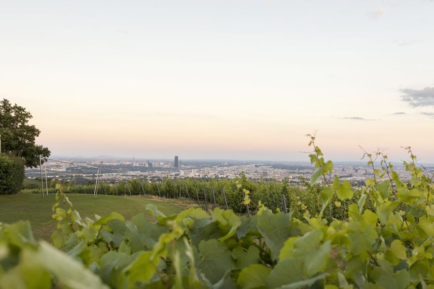 Weingut Wien Cobenzl
